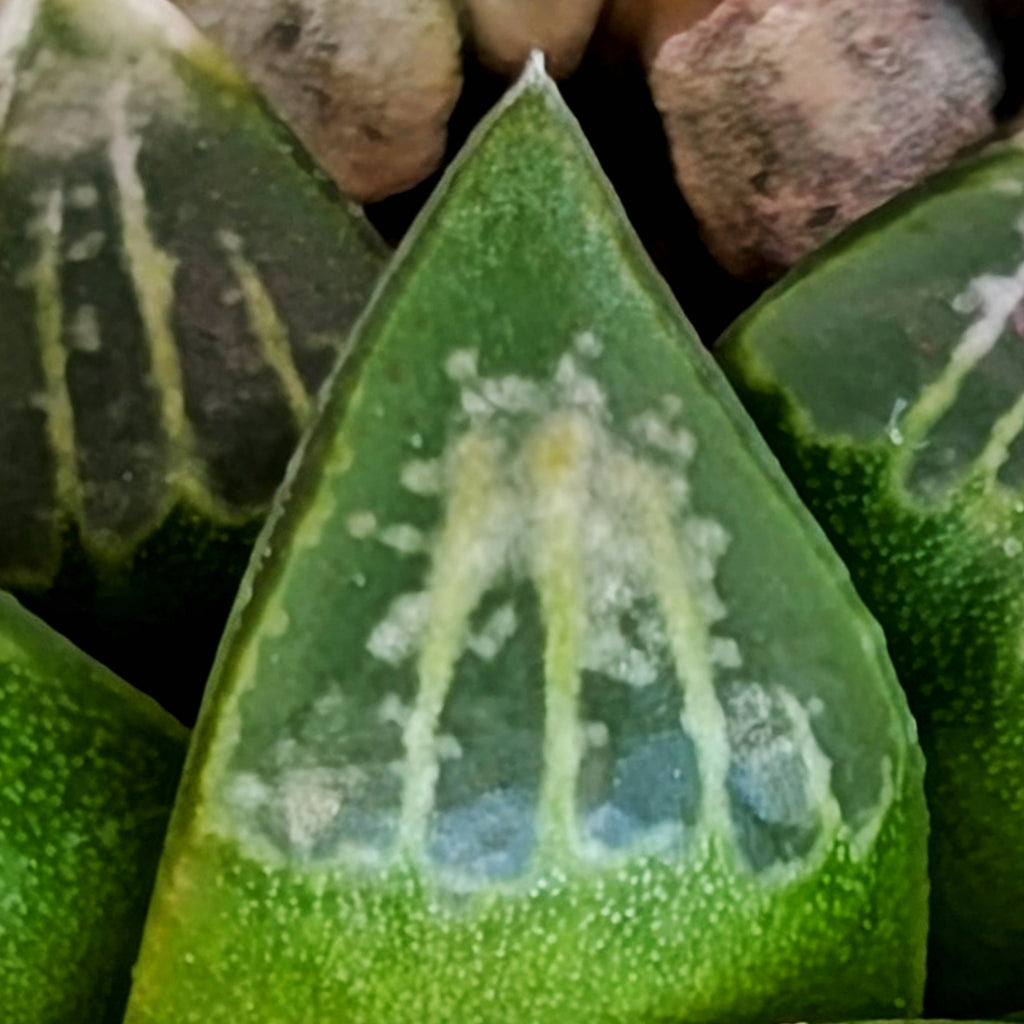 Haworthia  hybrid series PP558 #38
