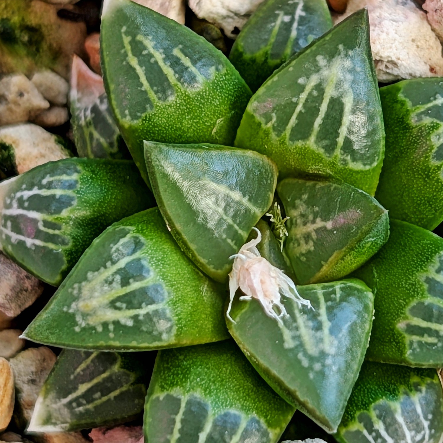 Haworthia  hybrid series PP558 #38