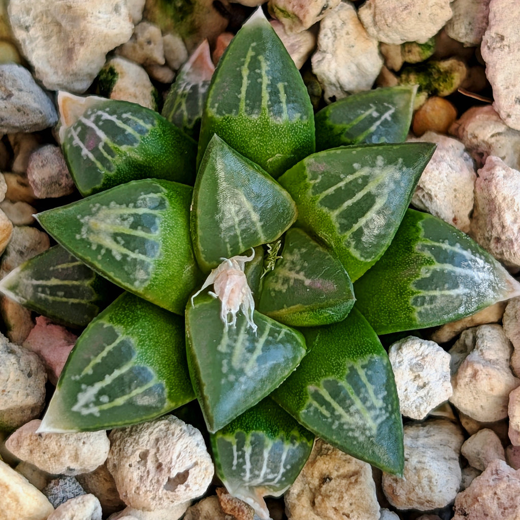 Haworthia  hybrid series PP558 #38