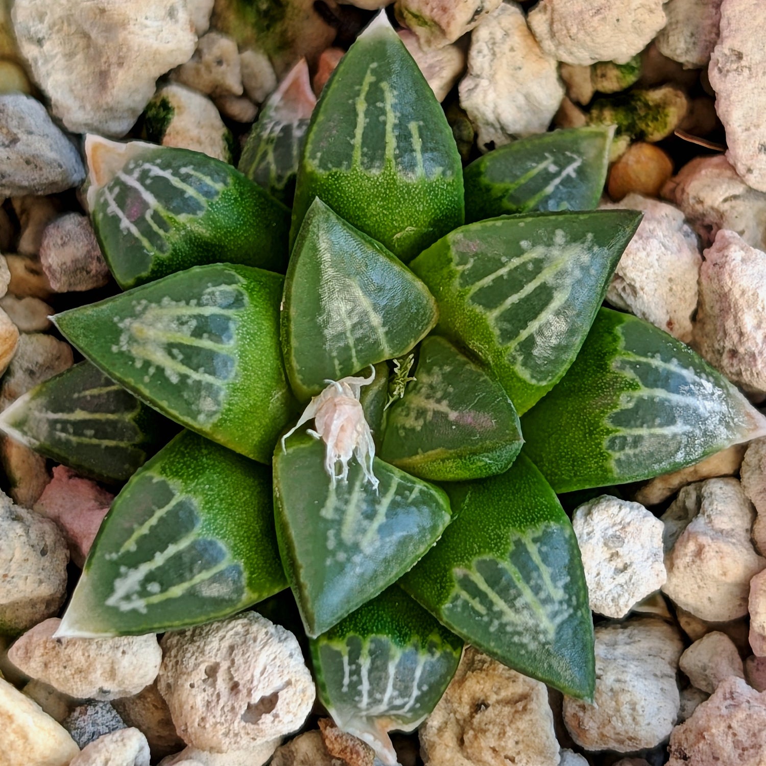 Haworthia  hybrid series PP558 #38
