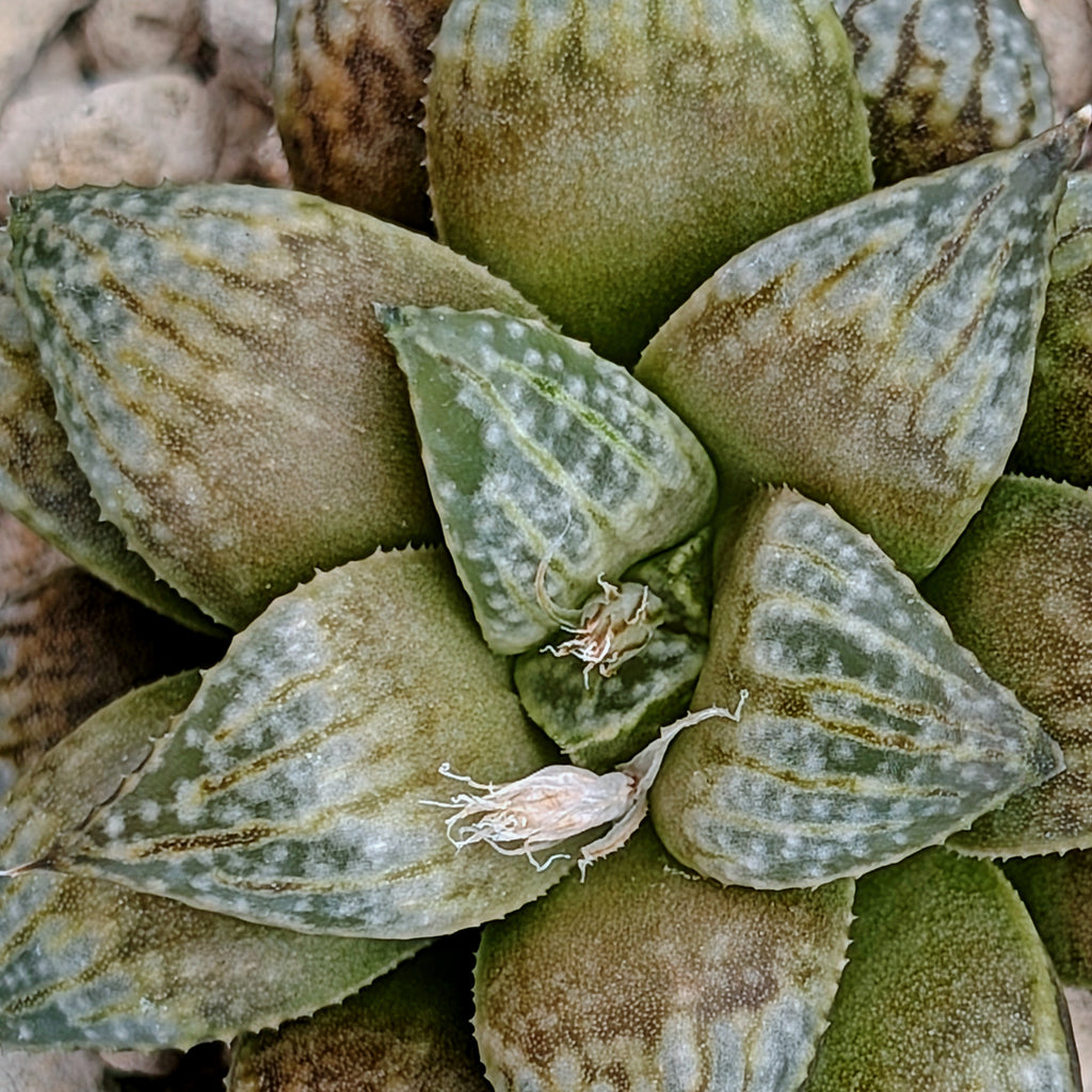 Haworthia hybrid series PP558 #4