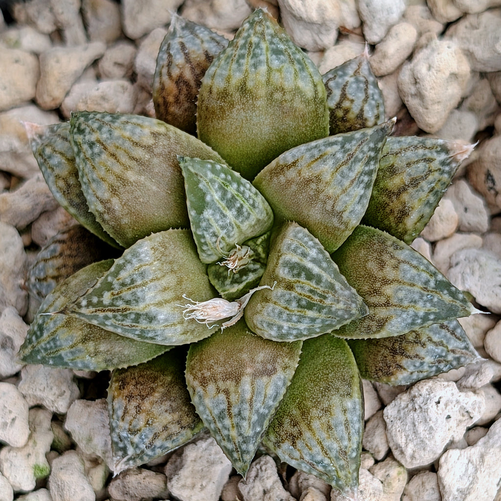 Haworthia hybrid series PP558 #4
