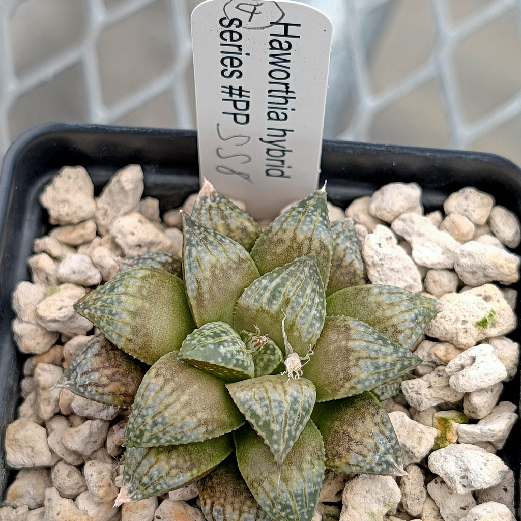 Haworthia hybrid series PP558 #4