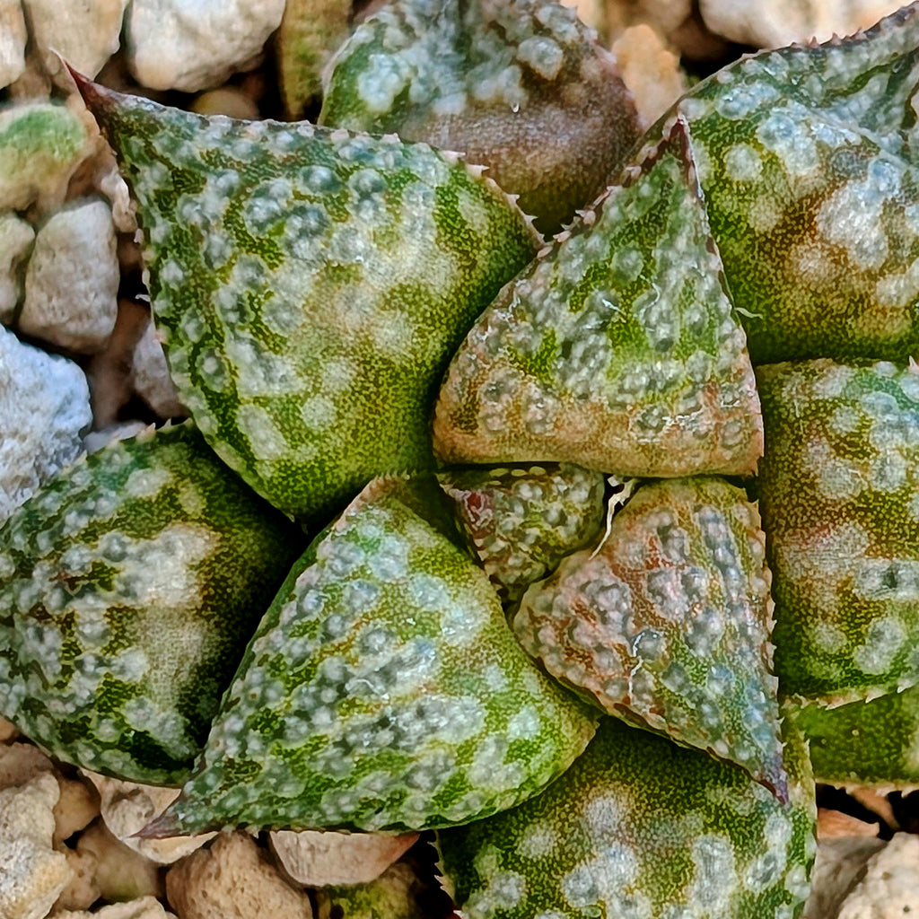 Haworthia  hybrid series PP564 #18