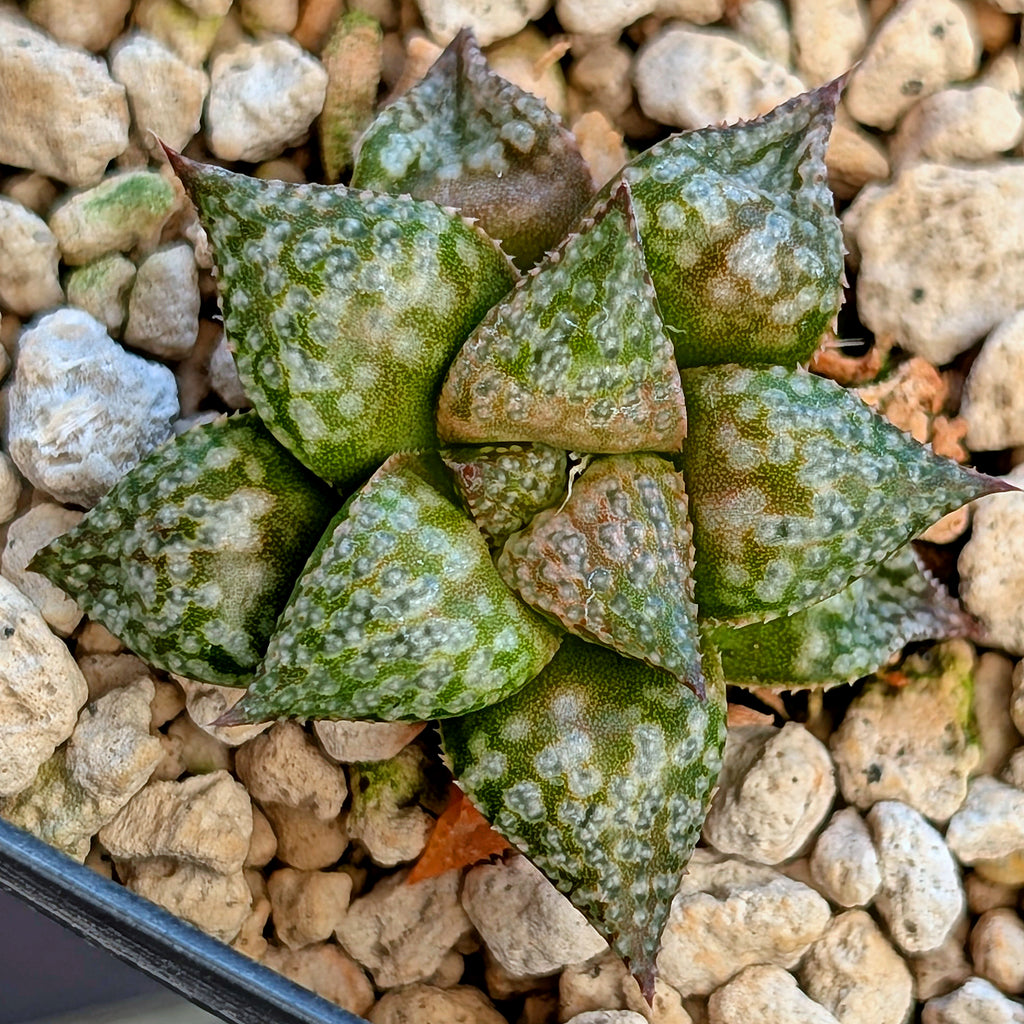 Haworthia  hybrid series PP564 #18