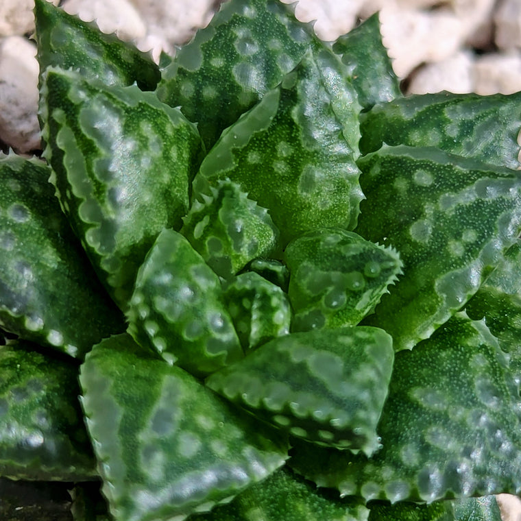 Haworthia  hurlingii hybrid series PP567 #n2