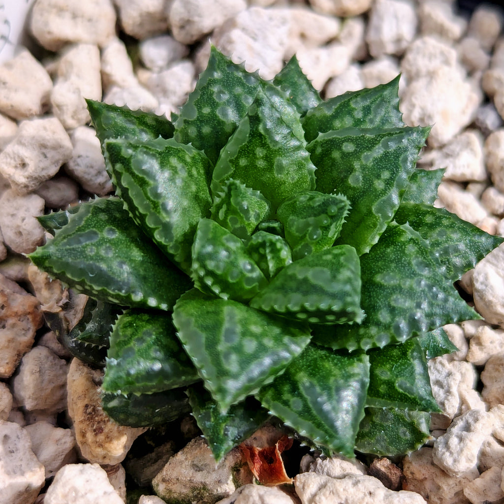 Haworthia  hurlingii hybrid series PP567 #n2