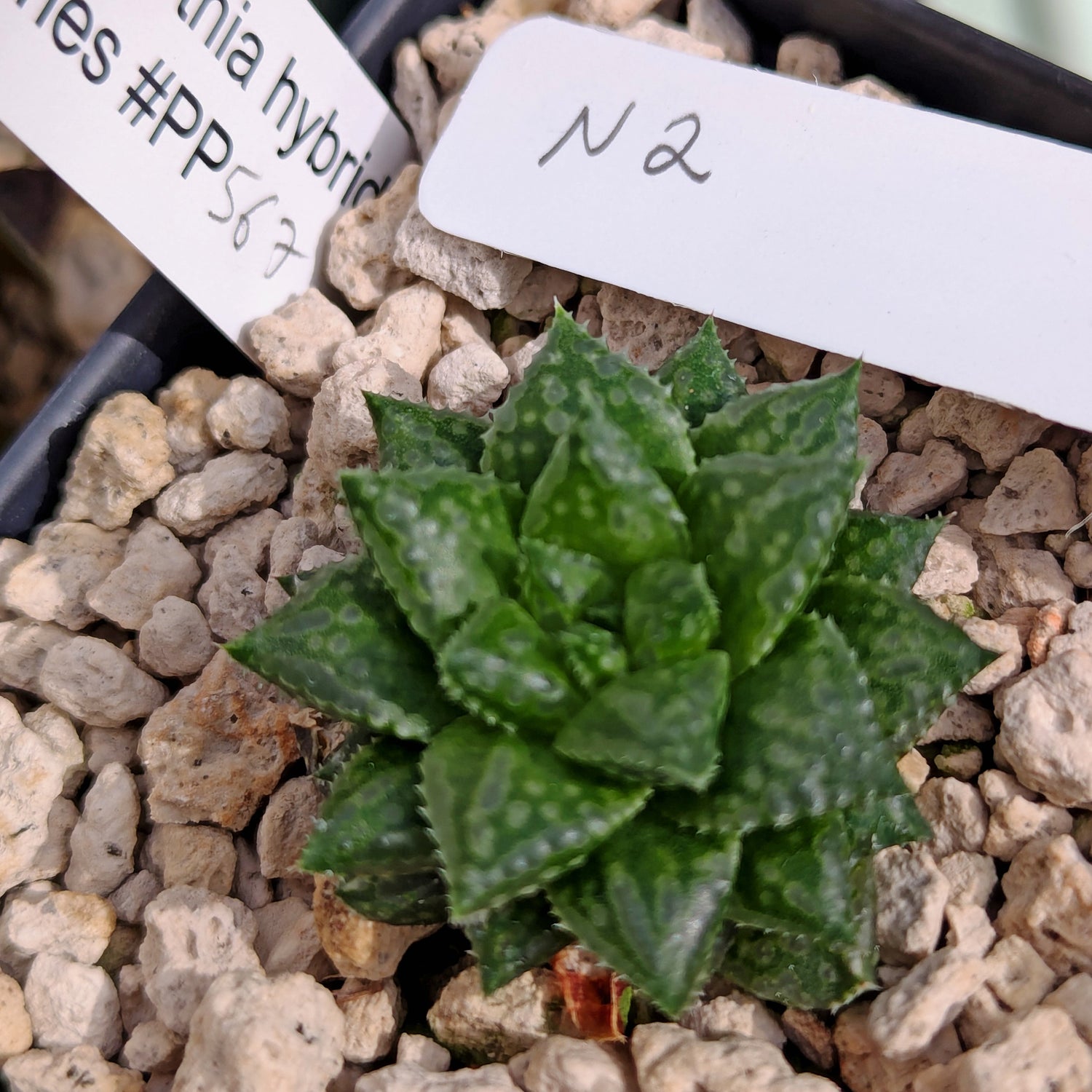 Haworthia  hurlingii hybrid series PP567 #n2