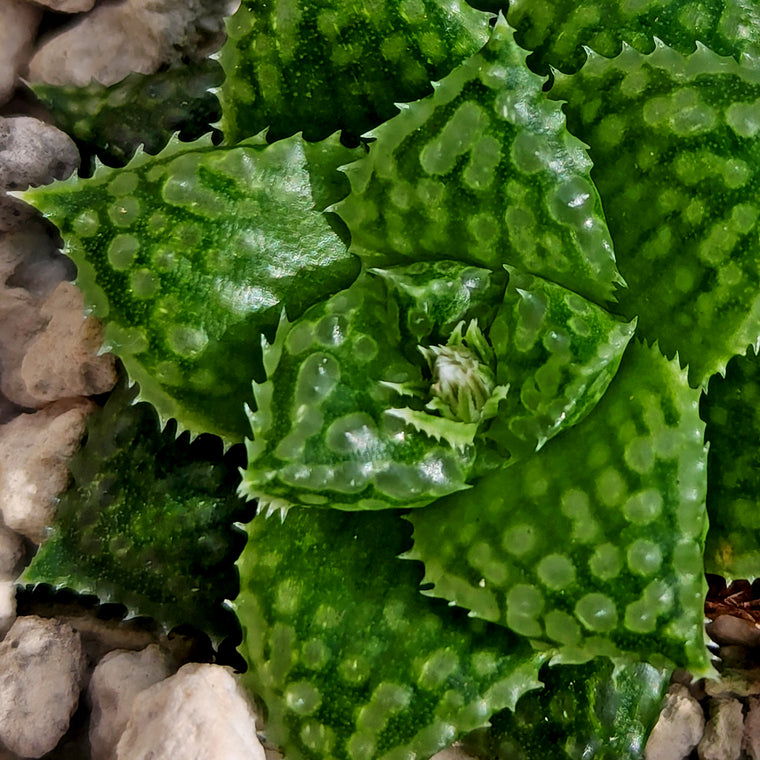 Haworthia  hurlingii hybrid series PP567 #o2