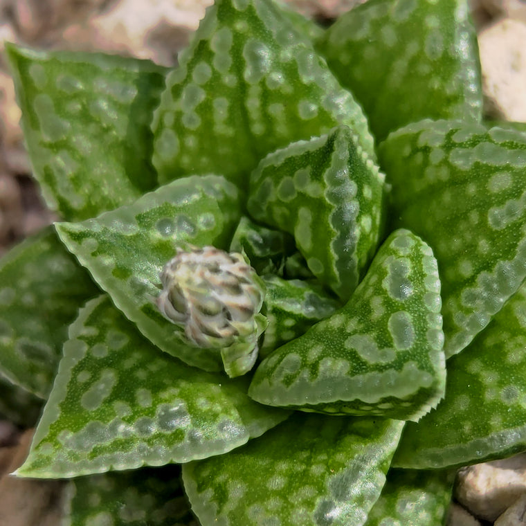 Haworthia  hurlingii hybrid series PP567 #p2