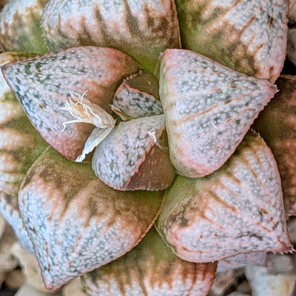 Haworthia  hybrid series PP570 #7