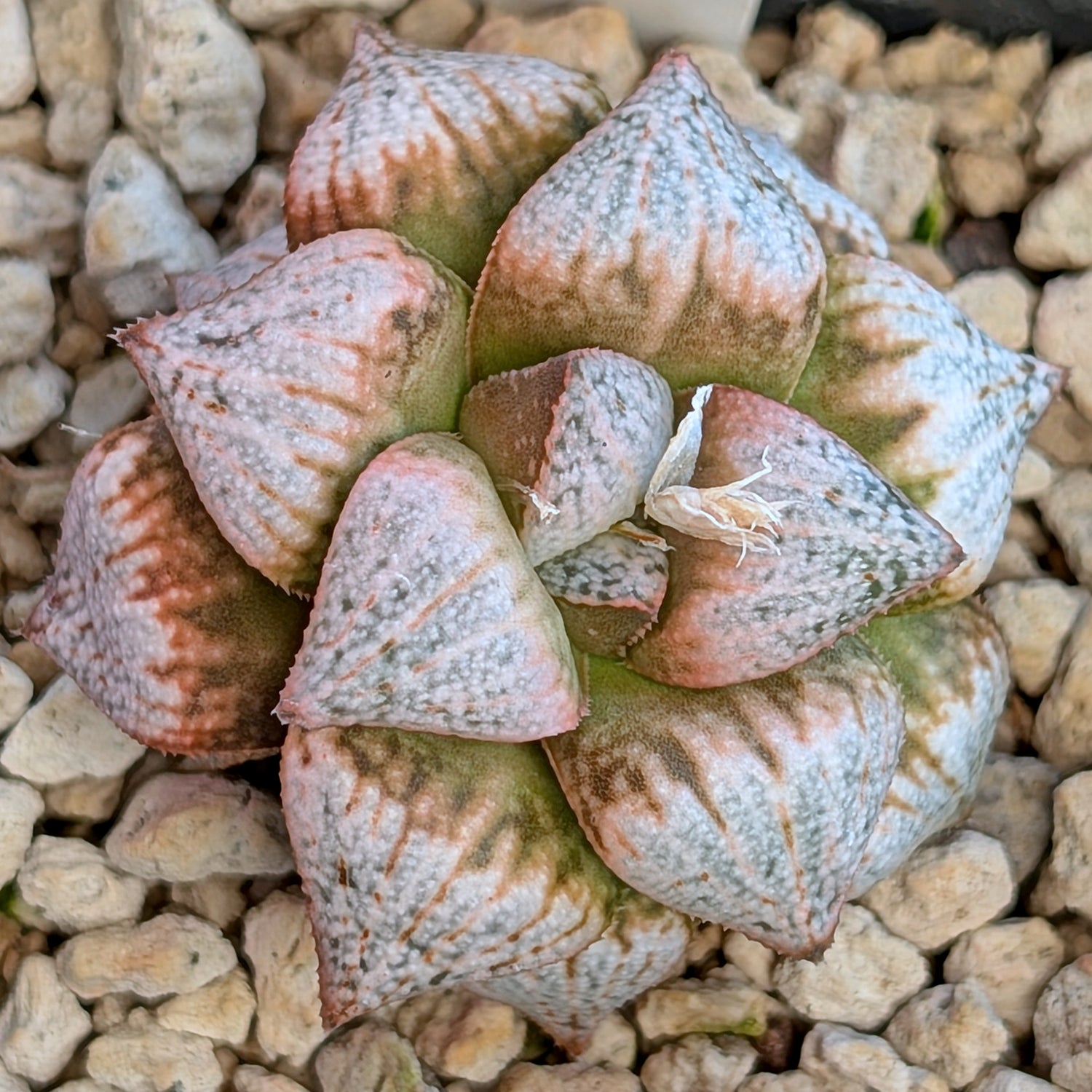 Haworthia  hybrid series PP570 #7