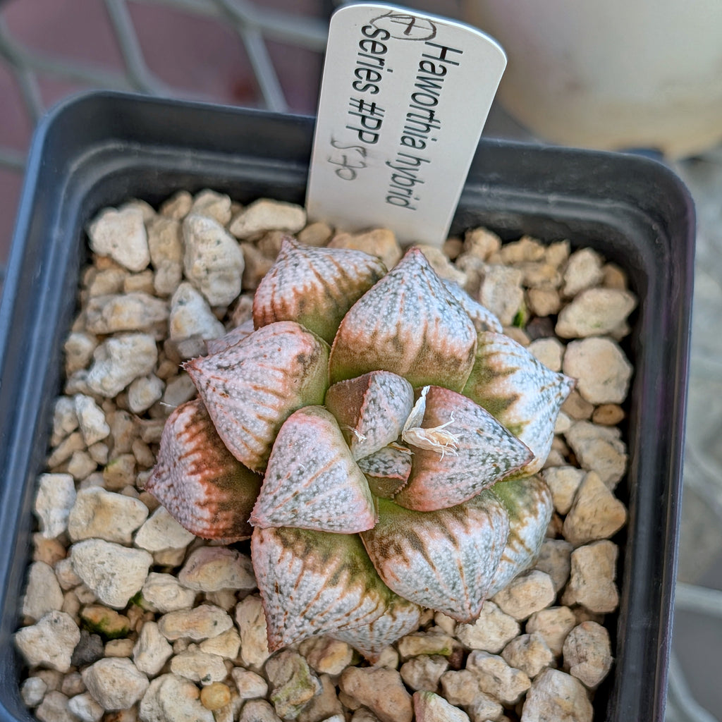 Haworthia  hybrid series PP570 #7