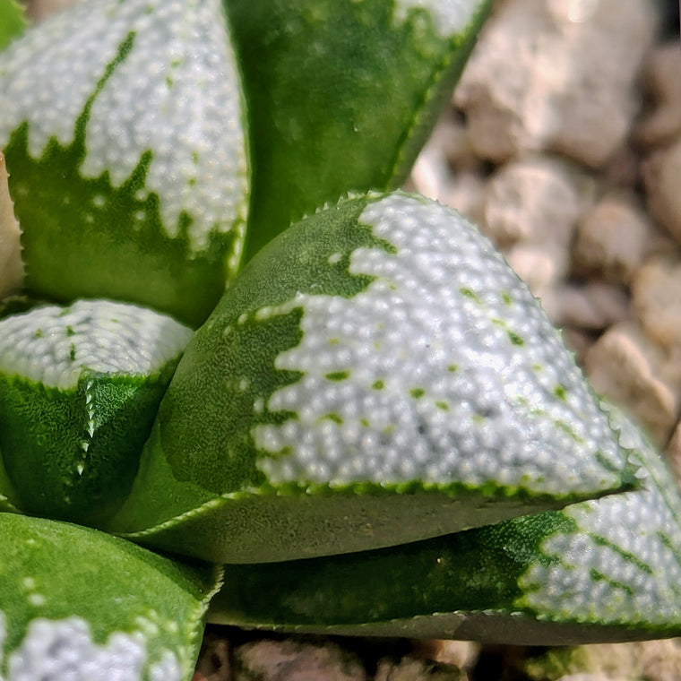 Haworthia  hybrid series PP570 #o