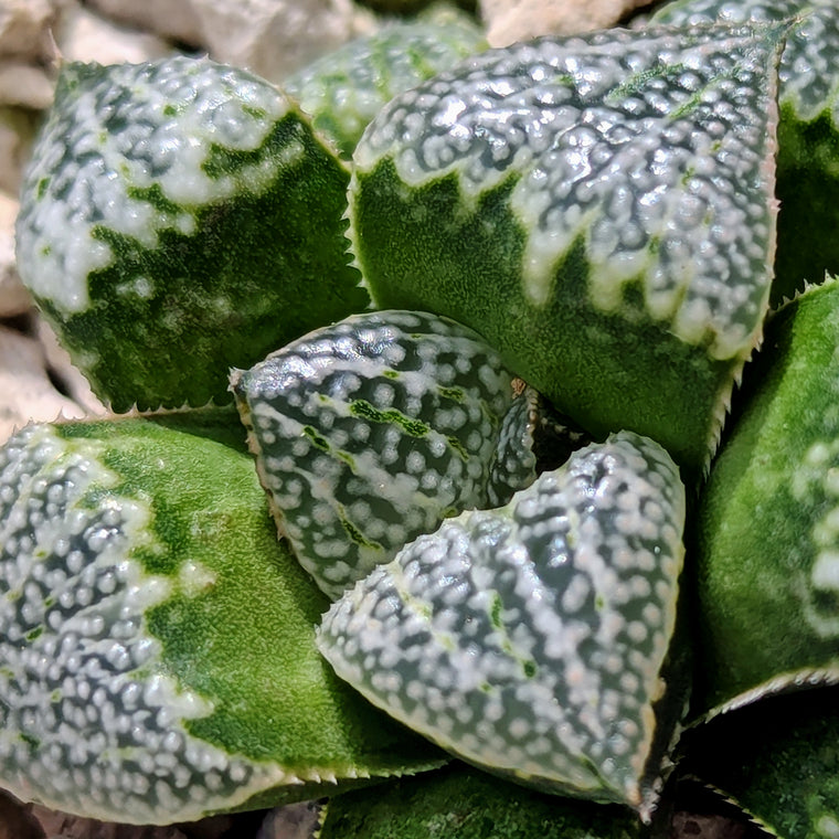 Haworthia  hybrid series PP570 #p