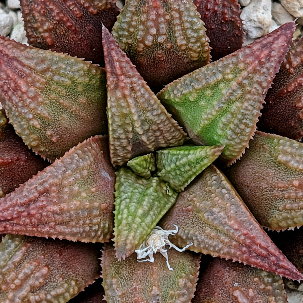 Haworthia PP572 hybrid series #11