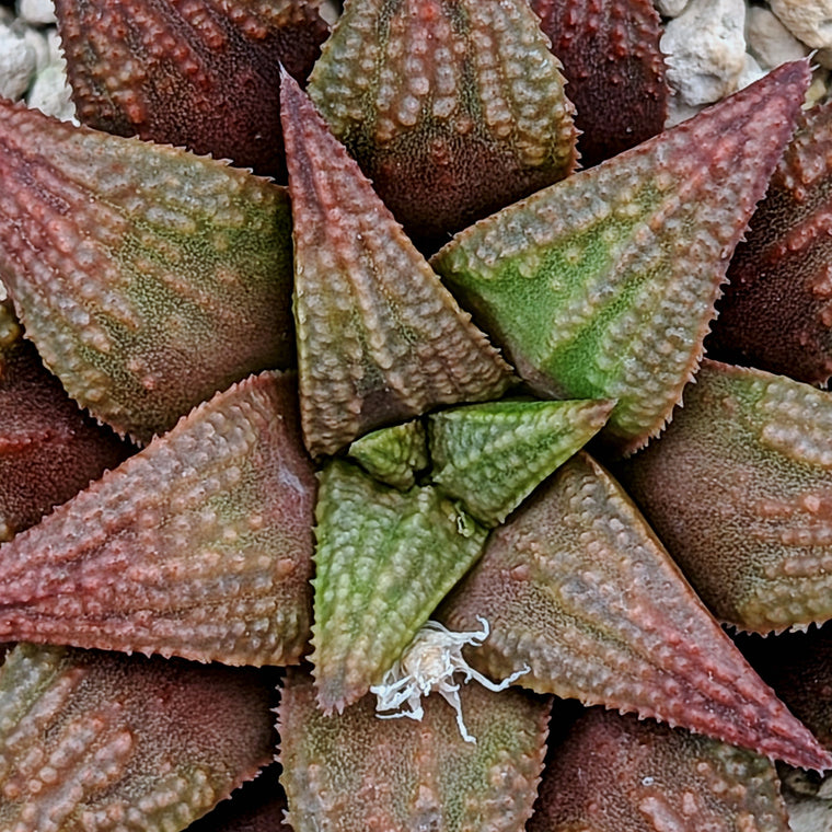 Haworthia PP572 hybrid series #11