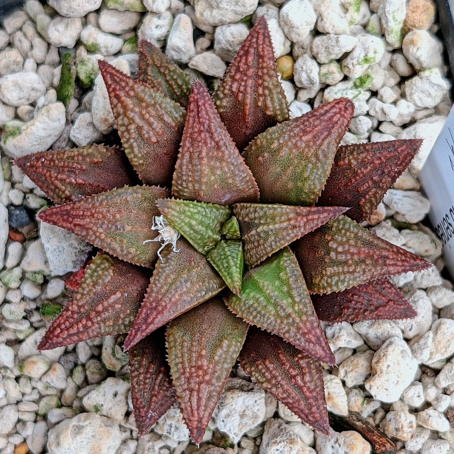 Haworthia PP572 hybrid series #11