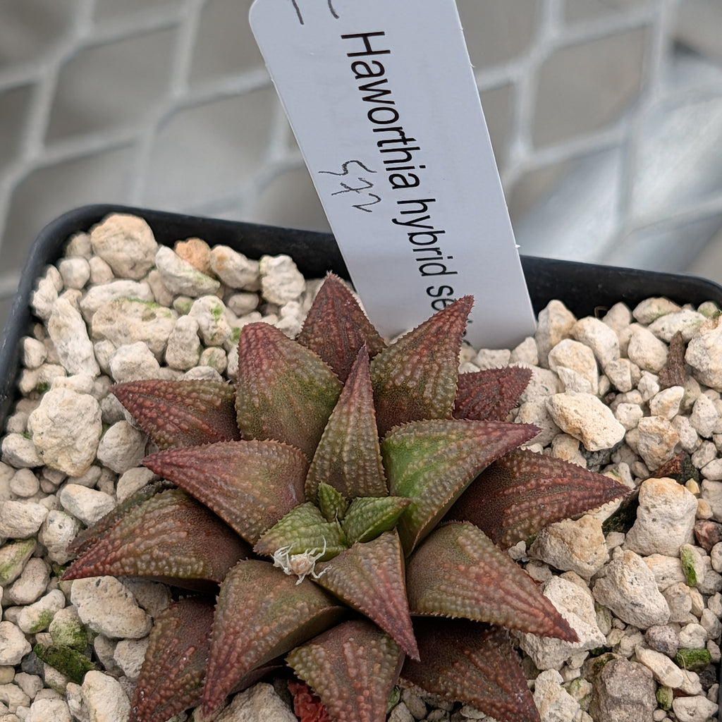 Haworthia PP572 hybrid series #11