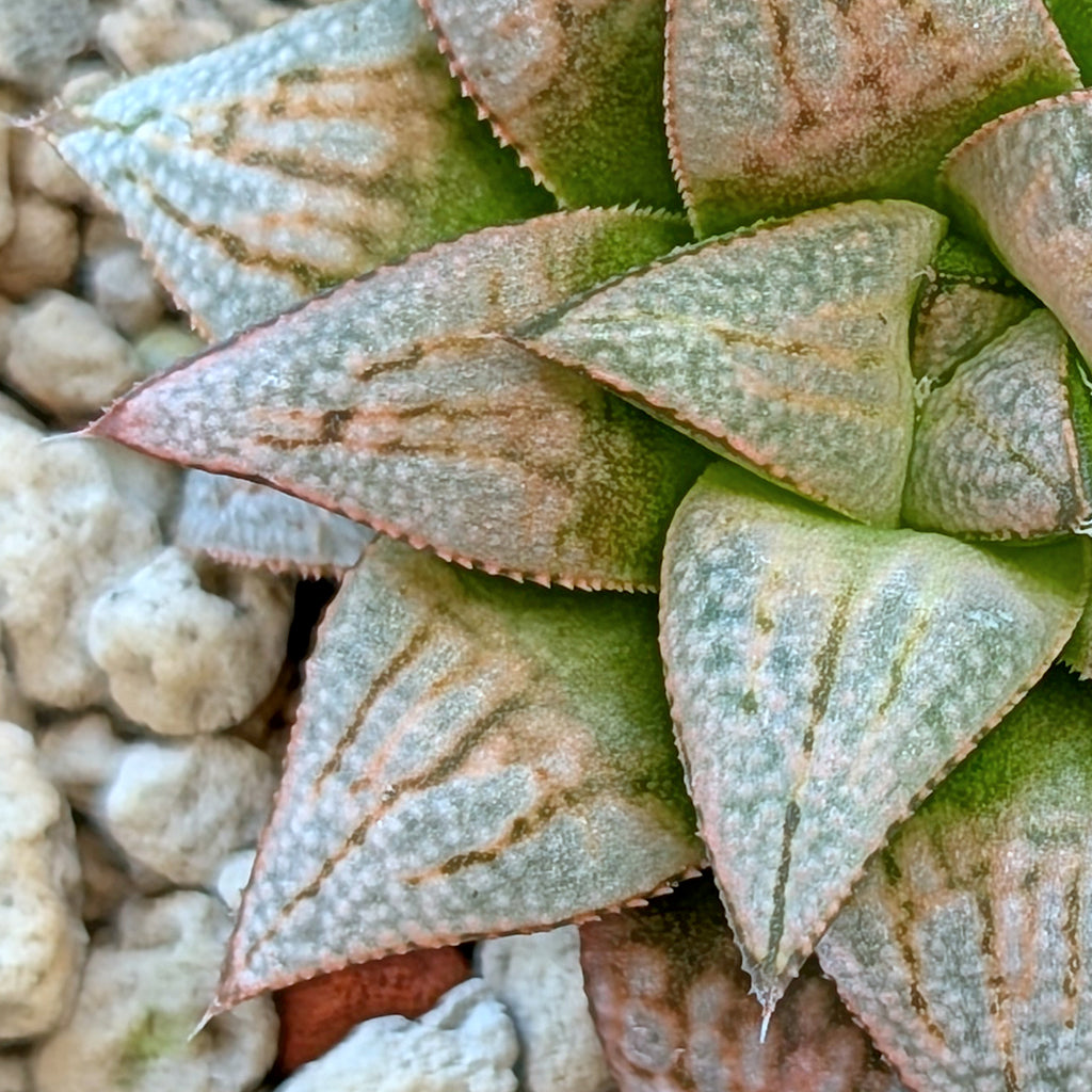 Haworthia  hybrid series PP572 #12