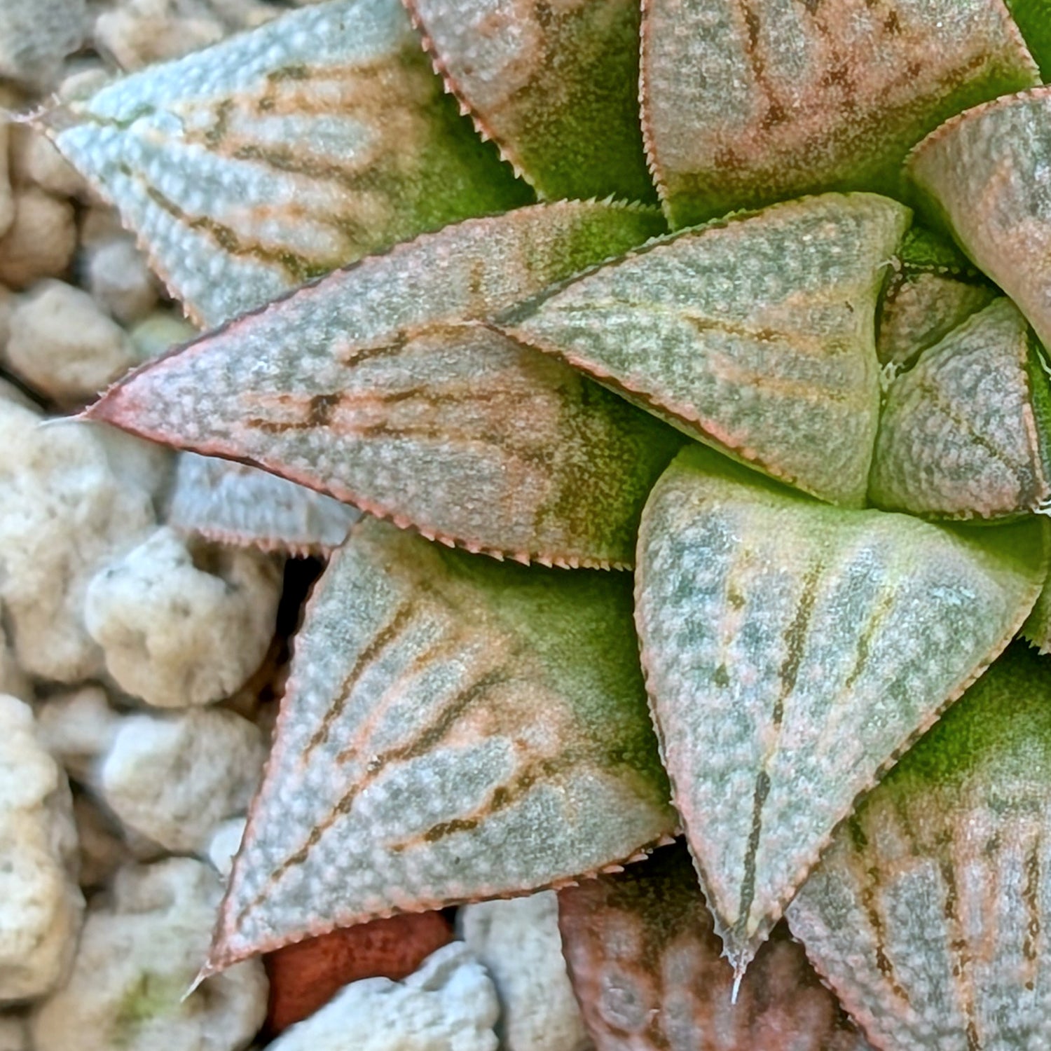 Haworthia  hybrid series PP572 #12