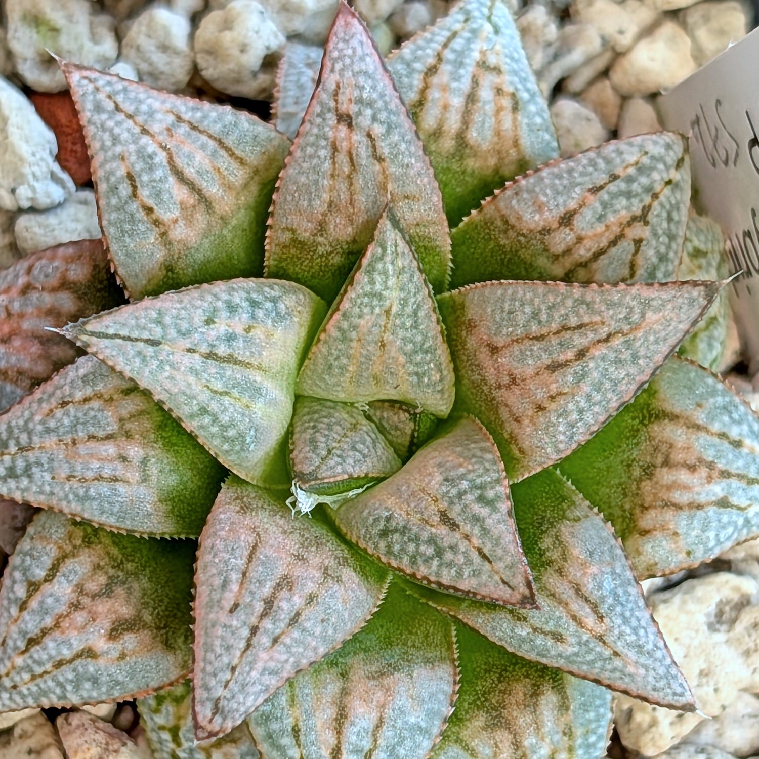 Haworthia  hybrid series PP572 #12