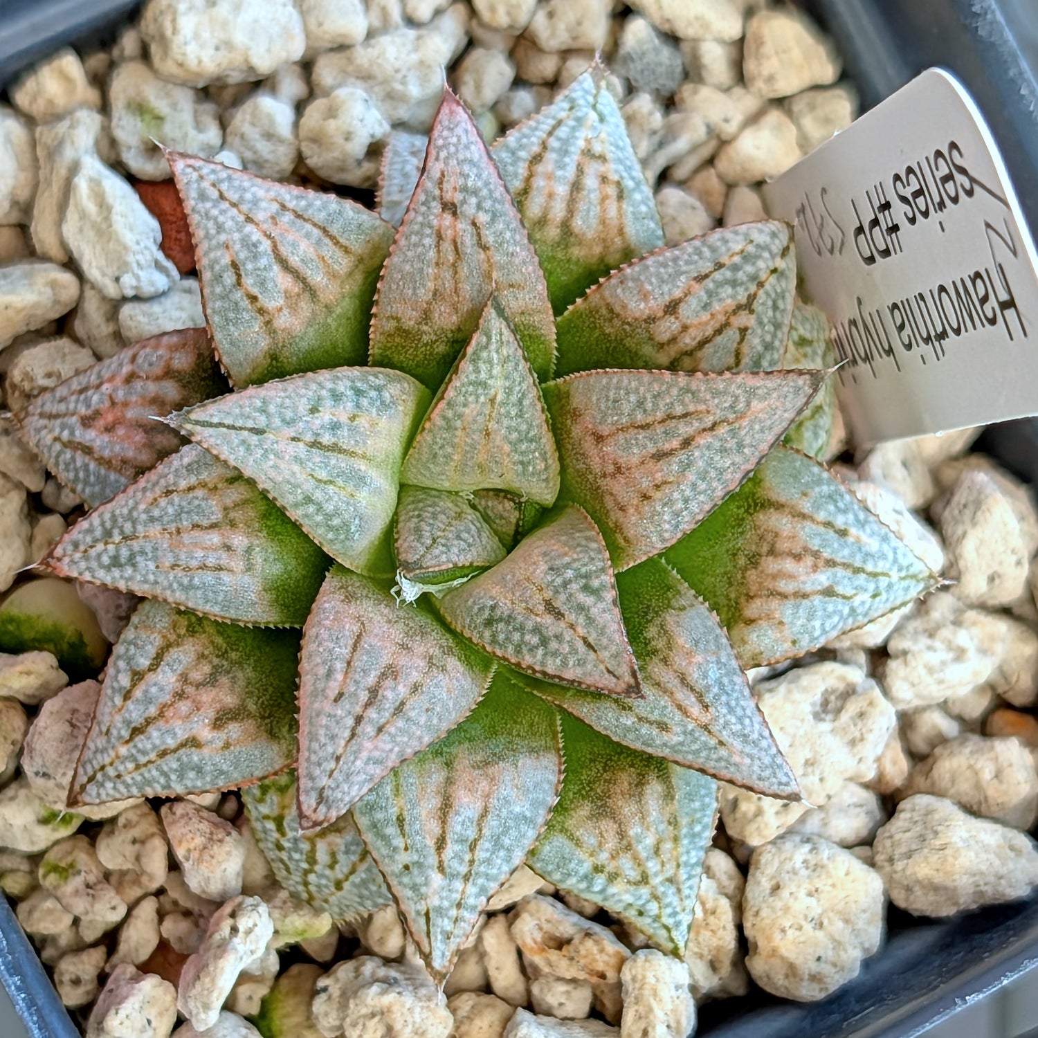 Haworthia  hybrid series PP572 #12
