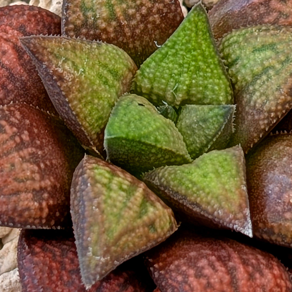 Haworthia hybrid series PP572 #15