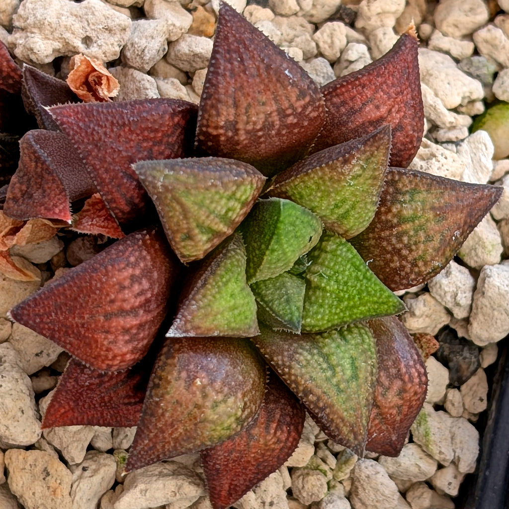 Haworthia hybrid series PP572 #15