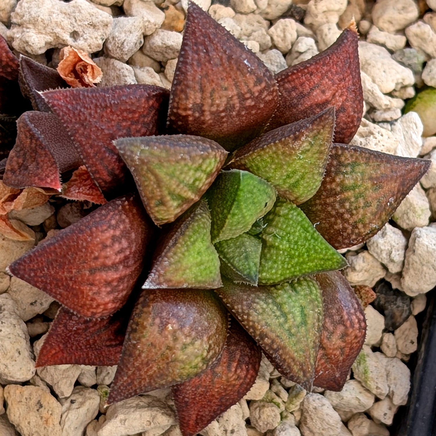 Haworthia hybrid series PP572 #15
