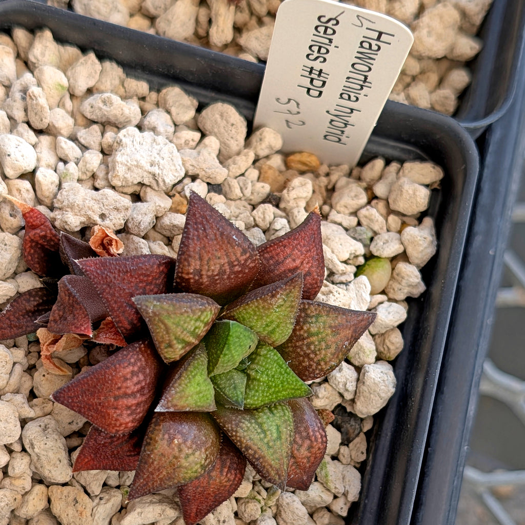 Haworthia hybrid series PP572 #15