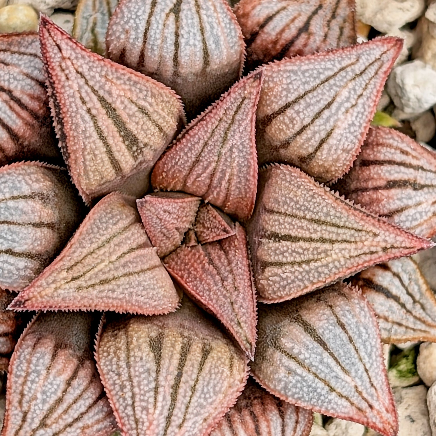 Haworthia PP572 hybrid series #3