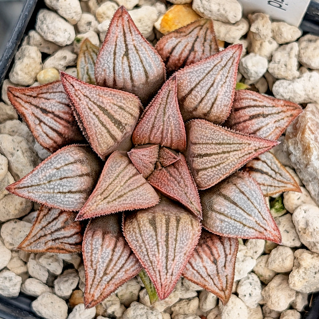 Haworthia PP572 hybrid series #3