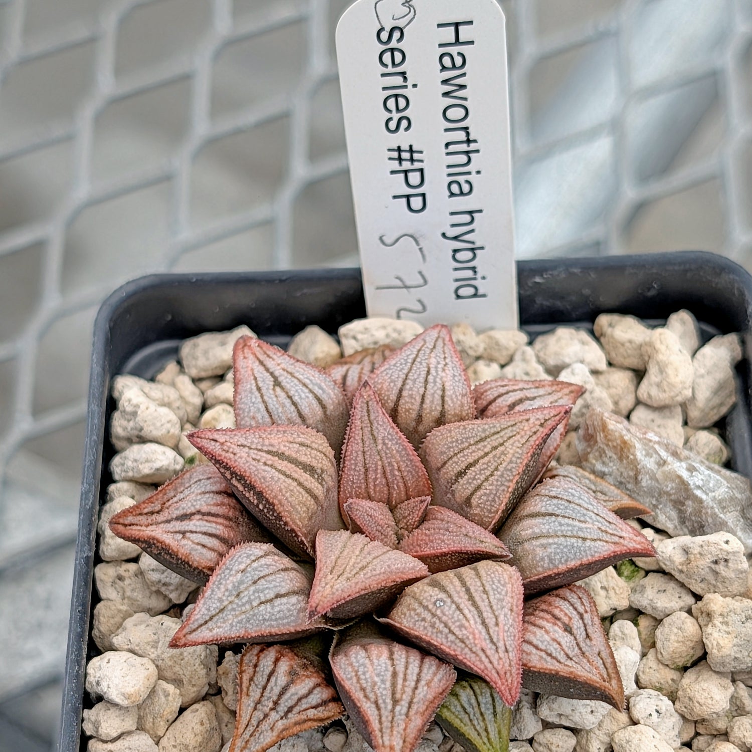 Haworthia PP572 hybrid series #3