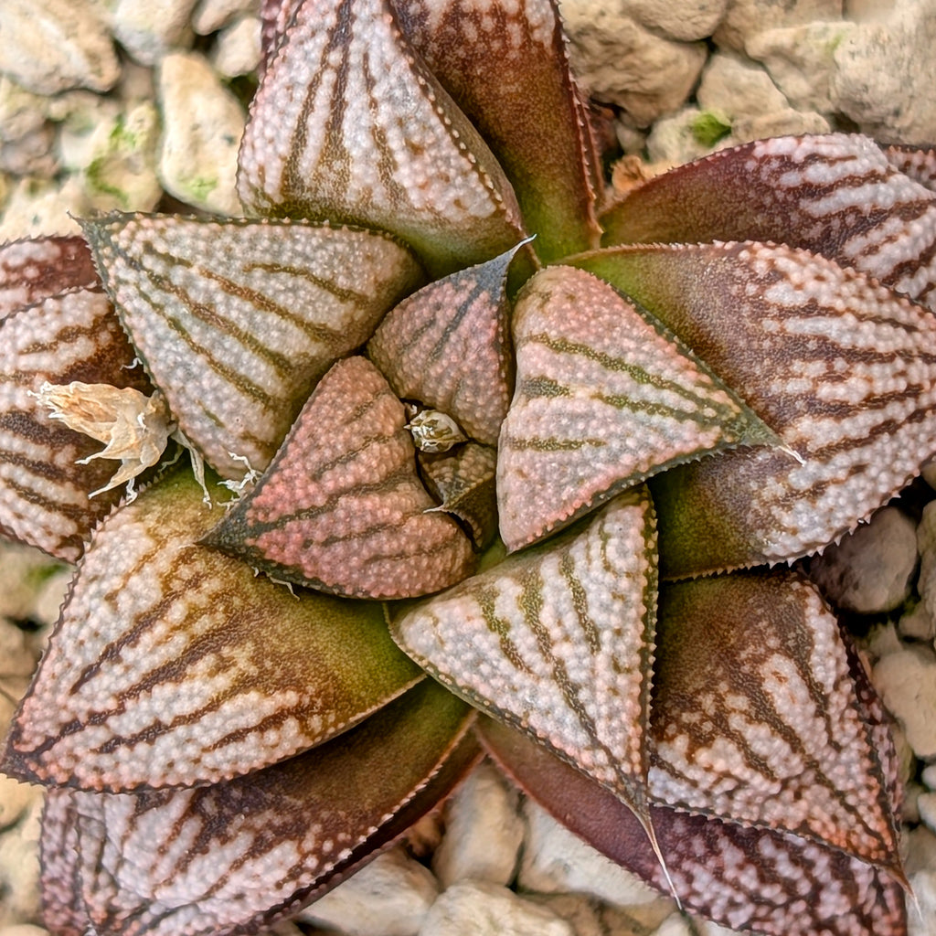 Haworthia hybrid series PP572 #30