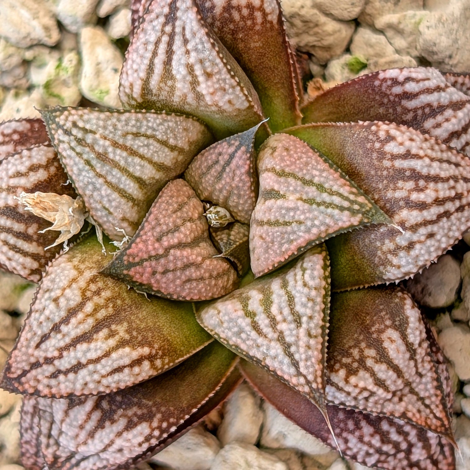 Haworthia hybrid series PP572 #30