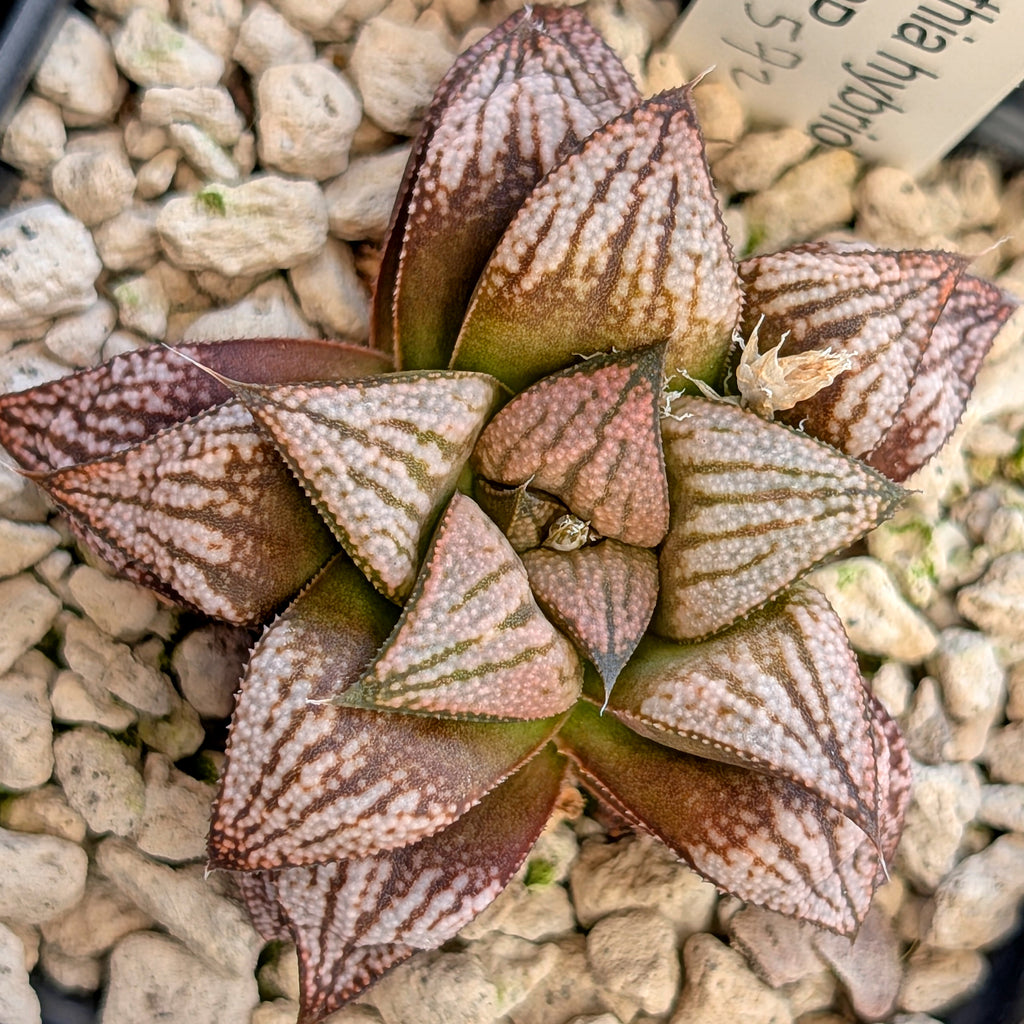 Haworthia hybrid series PP572 #30