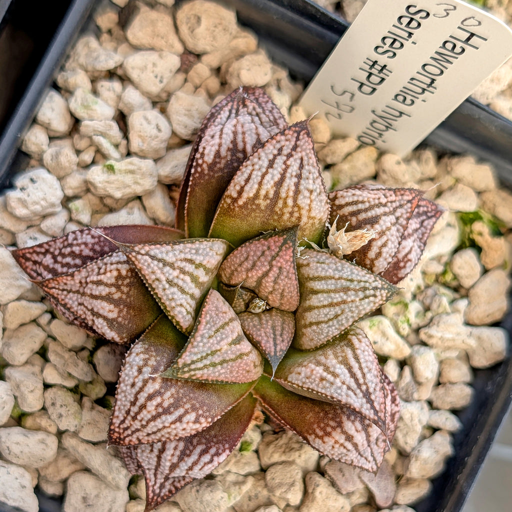 Haworthia hybrid series PP572 #30