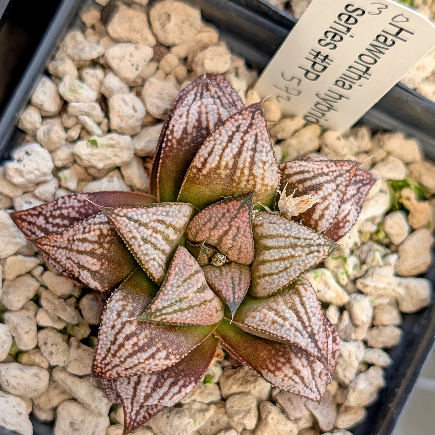 Haworthia hybrid series PP572 #30