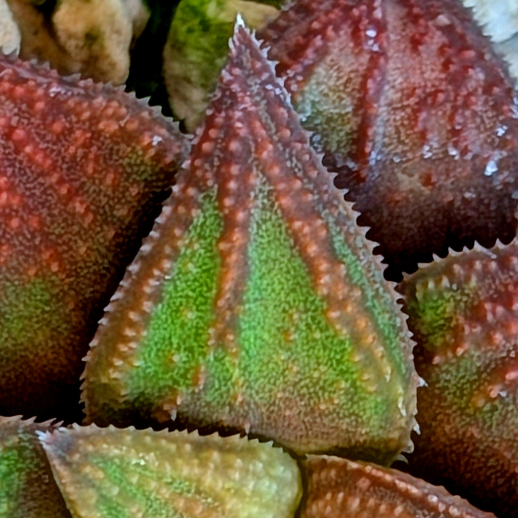 Haworthia  hybrid series PP572 #9