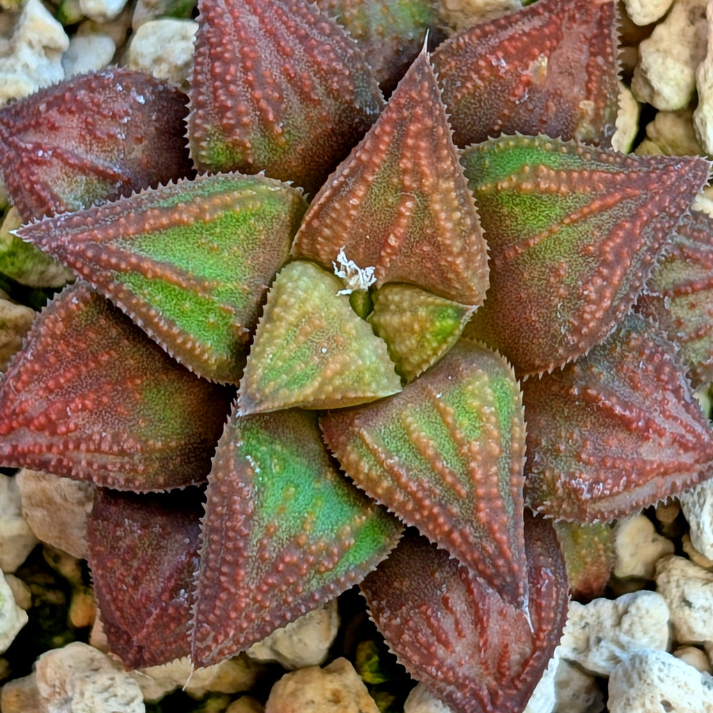 Haworthia  hybrid series PP572 #9
