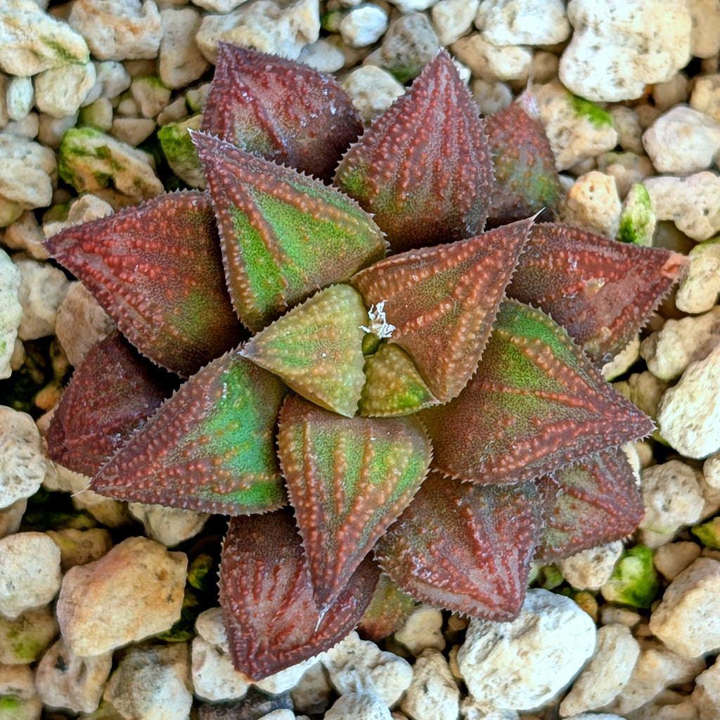 Haworthia  hybrid series PP572 #9