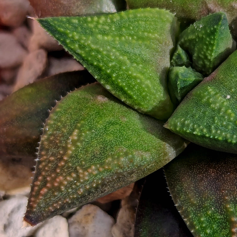 Haworthia  hybrid series PP572 #m2