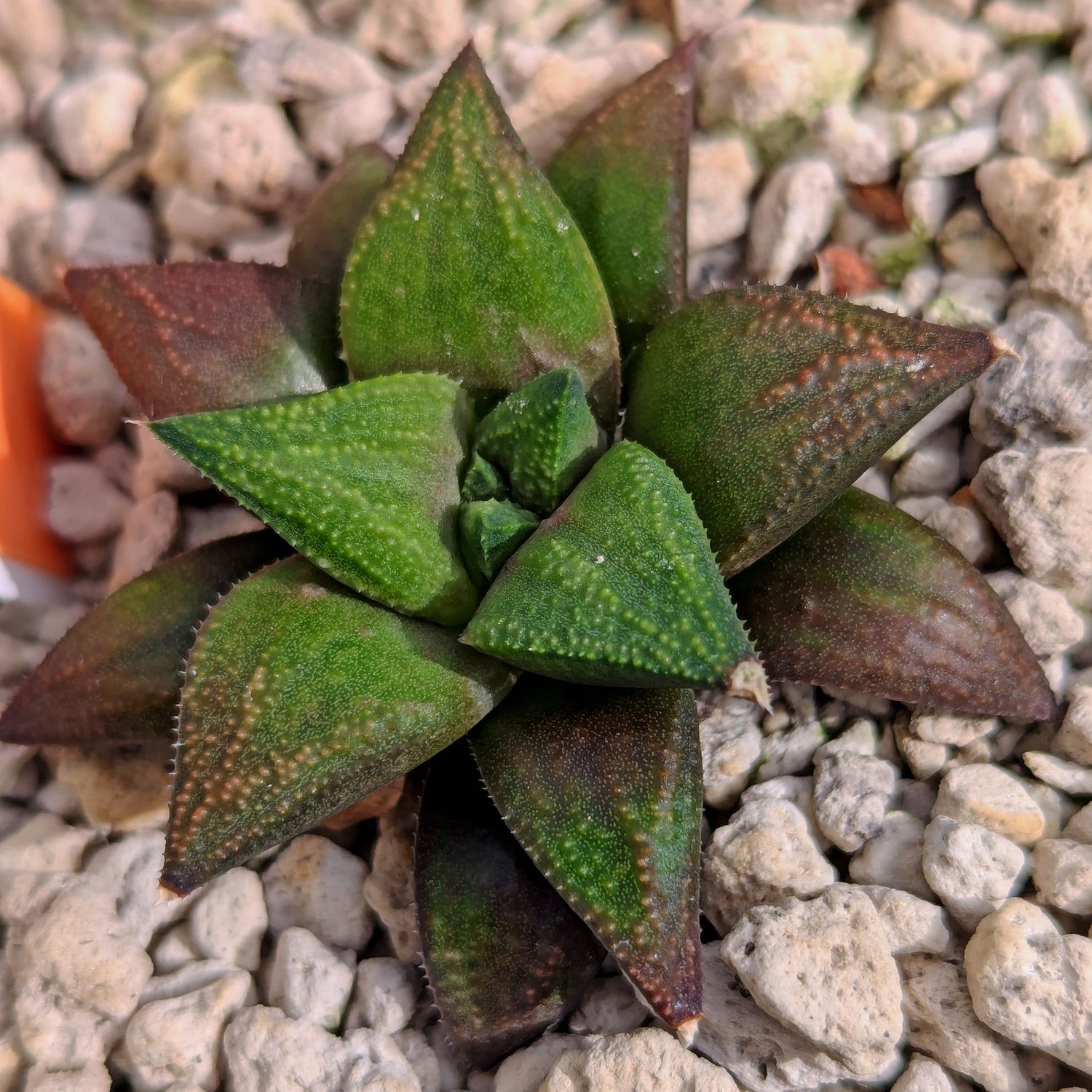 Haworthia  hybrid series PP572 #m2