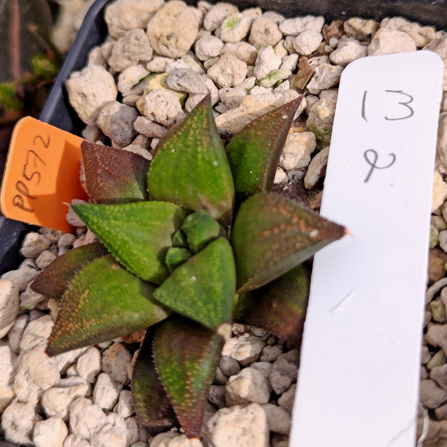 Haworthia  hybrid series PP572 #m2