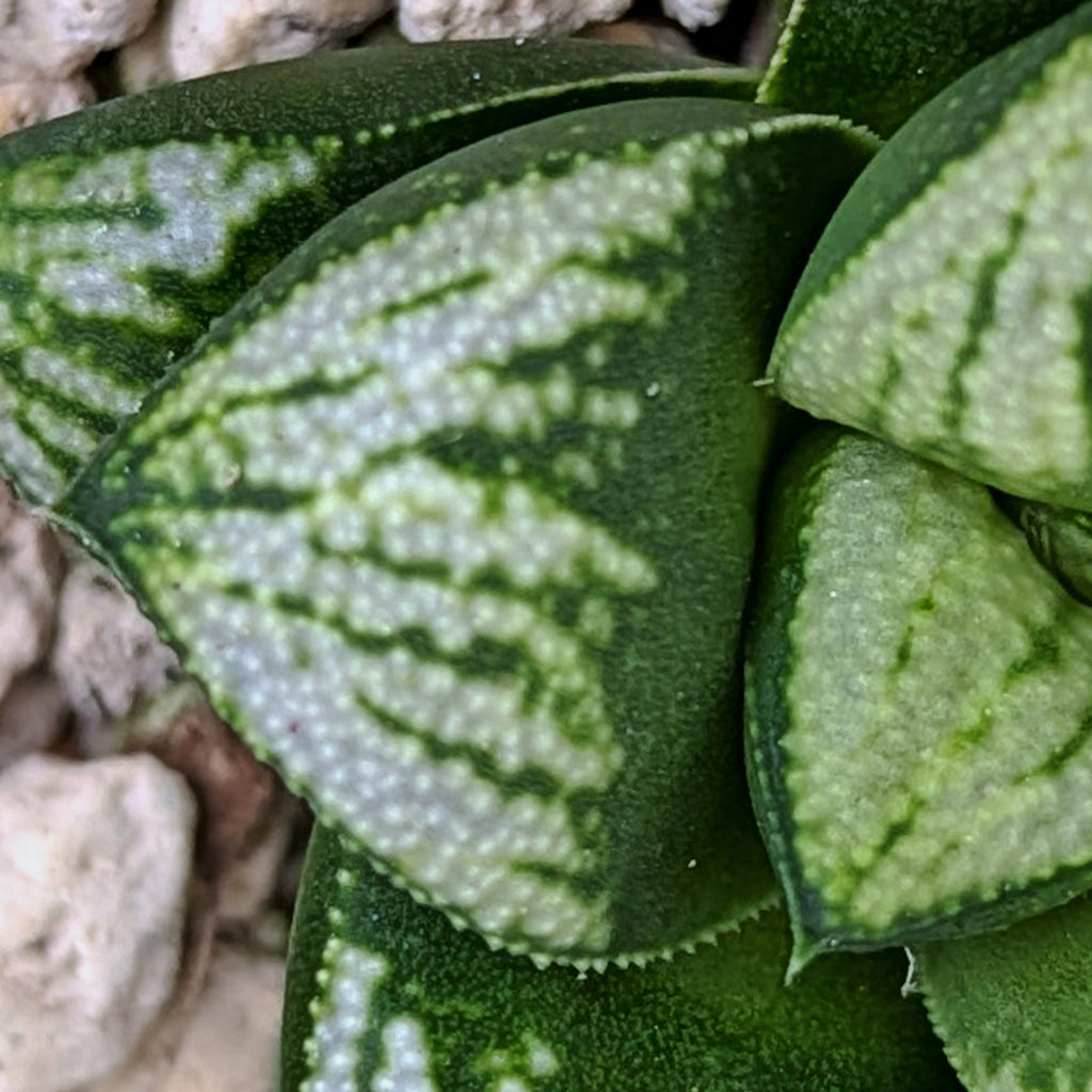 Haworthia  hybrid series PP572 #r