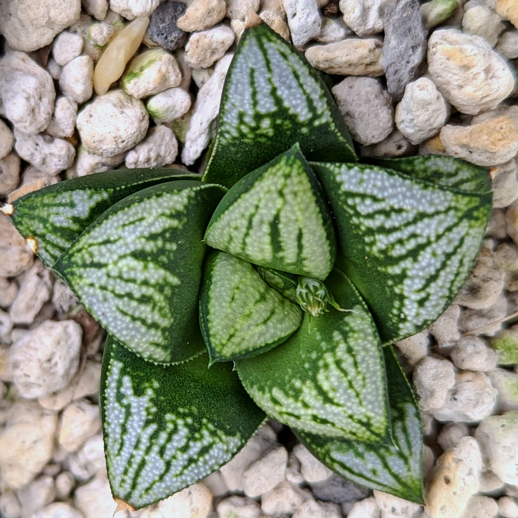 Haworthia  hybrid series PP572 #r