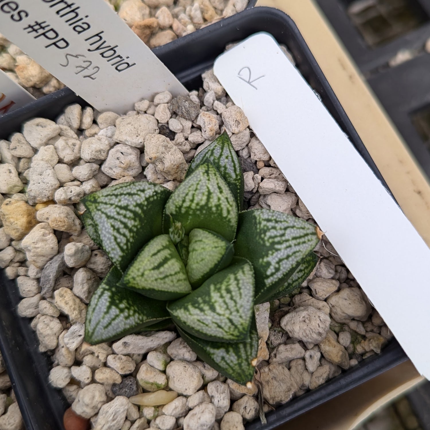 Haworthia  hybrid series PP572 #r