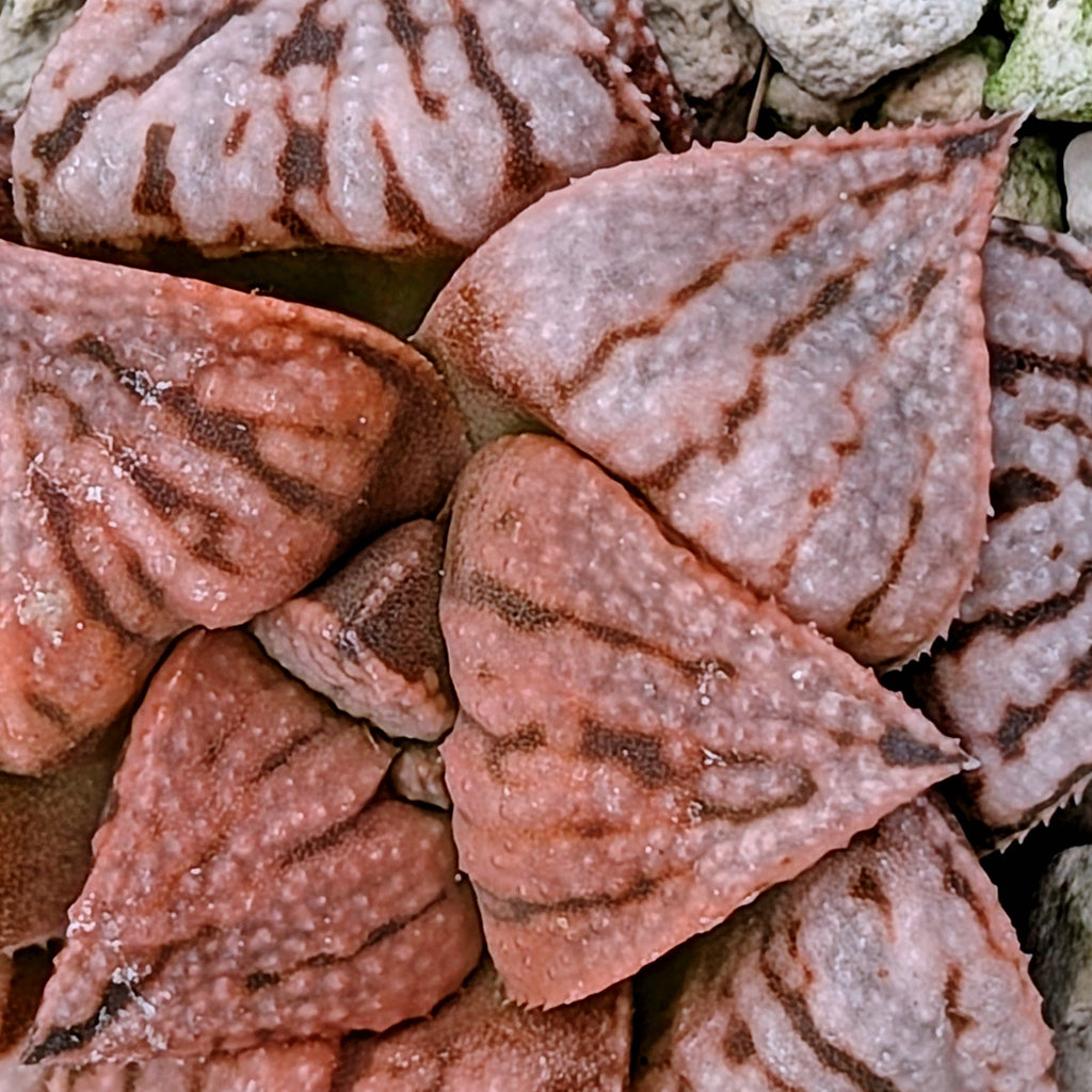 Haworthia  hybrid series PP573 #13