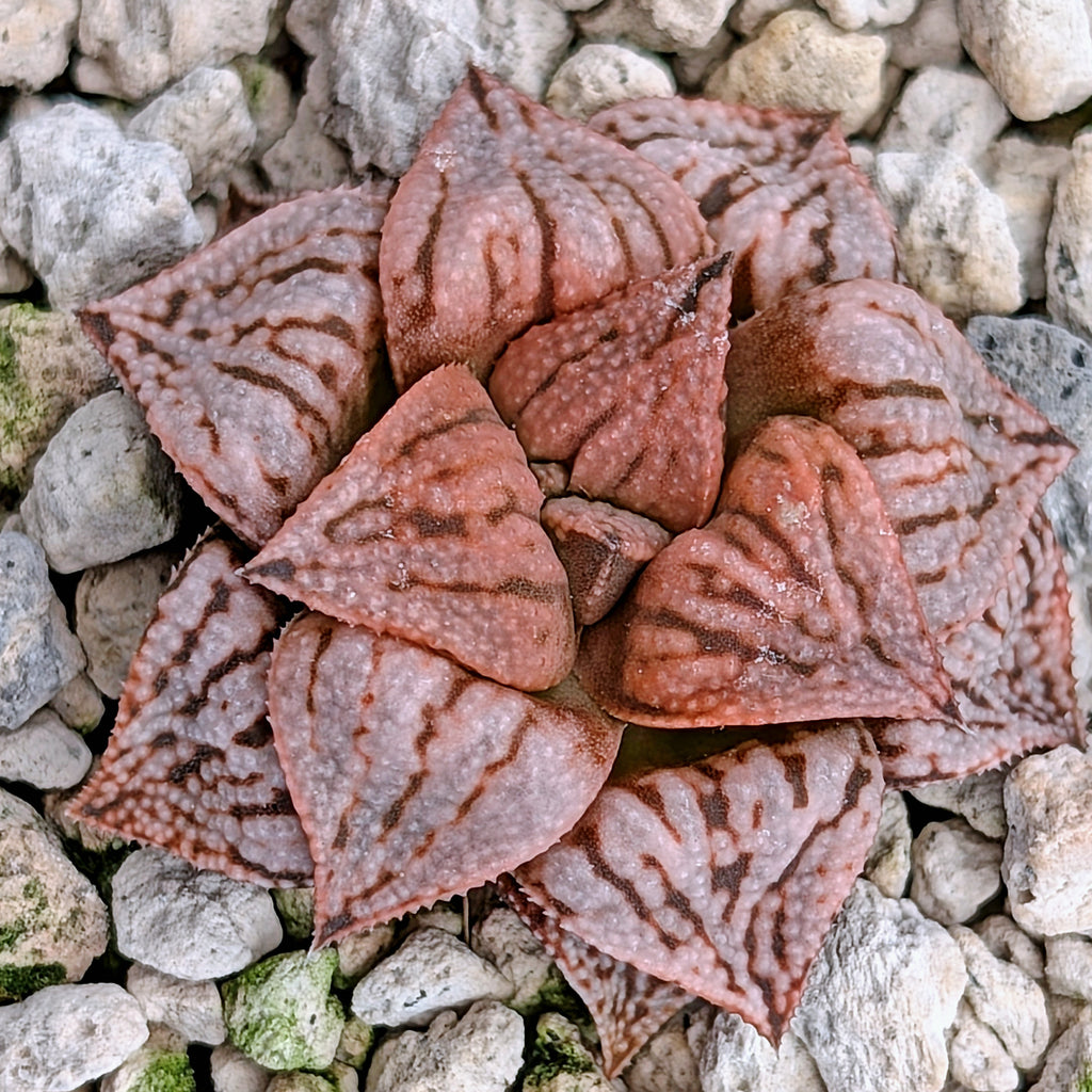 Haworthia  hybrid series PP573 #13